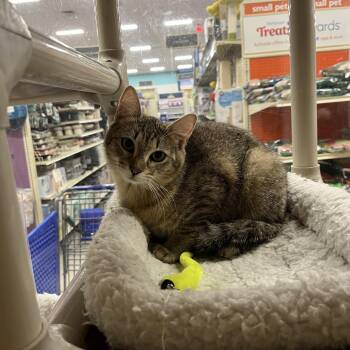 Domestic Short Hair Cats Available for Adoption - Simone | PetCurious