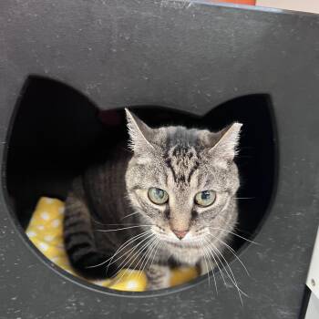 Domestic Short Hair Cats Available for Adoption - Solana | PetCurious