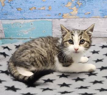 Rescue Domestic Short Hair Cats for Adoption in Washington Court House, Ohio - Drumstick | PetCurious