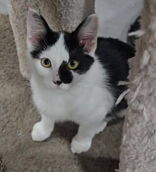 Rescue Domestic Short Hair Cats for Adoption in Silverton, Oregon - Mari | PetCurious