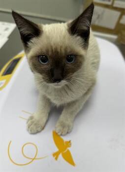 Siamese Cats Available for Adoption in Ontario, California - STARRY | PetCurious