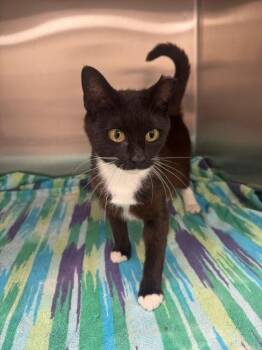 Dot -  Domestic Short Hair Cat Available for Adoption in Madison, Georgia - Dot | PetCurious