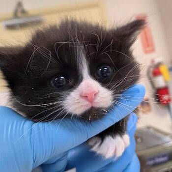 Oreo -  Domestic Short Hair Cat for Adoption in Woodinville, Washington - Oreo | PetCurious