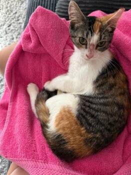 Cinnamon -  Domestic Short Hair Cat for Adoption in Windsor, Connecticut - Cinnamon | PetCurious