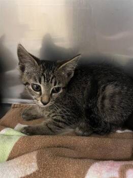 CLUCKY -  Domestic Short Hair Cat for Adoption in Clyde, North Carolina - CLUCKY | PetCurious