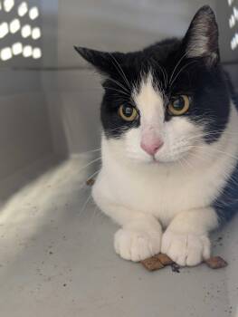 Domestic Short Hair Cats Available for Adoption - Dopey  | PetCurious