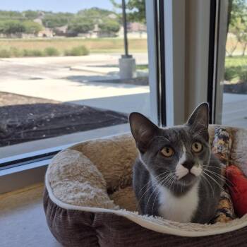 Sevro -  Domestic Short Hair Cat for Adoption in Schertz, Texas - Sevro | PetCurious