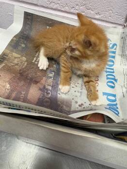 MAGNUS -  Domestic Short Hair Cat for Adoption in Jacksonville, Florida - MAGNUS | PetCurious