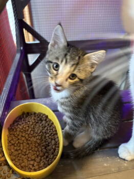 Rescue Domestic Short Hair Cats for Adoption in Minneapolis, Minnesota - Jason Todd | PetCurious