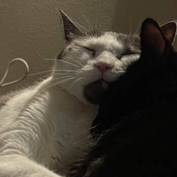 Skiddles -  Domestic Short Hair Cat for Adoption in Murray, Utah - Skiddles | PetCurious