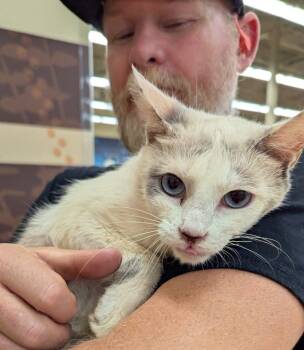 Rescue Domestic Short Hair Cats for Adoption in Dalton, Georgia - Sandy | PetCurious