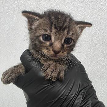 Domestic Short Hair Cats Available for Adoption in Abilene, Texas - Brick | PetCurious