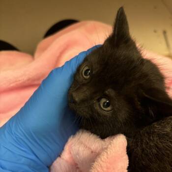 Domestic Short Hair Cats Available for Adoption in Council Bluffs, Iowa - Ogo | PetCurious