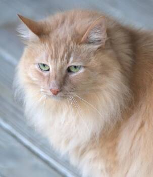 Domestic Long Hair Cats Available for Adoption - Nico | PetCurious
