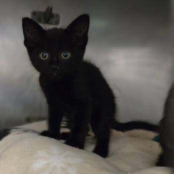 Klik -  Domestic Medium Hair Cat for Adoption in San Jacinto, California - Klik | PetCurious
