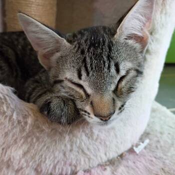 Rescue Domestic Short Hair Cats for Adoption in Valdosta, Georgia - Racky | PetCurious