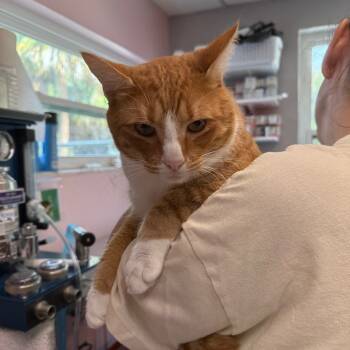 Rescue Domestic Short Hair Cats for Adoption in Port Richey, Florida - Gourdy | PetCurious