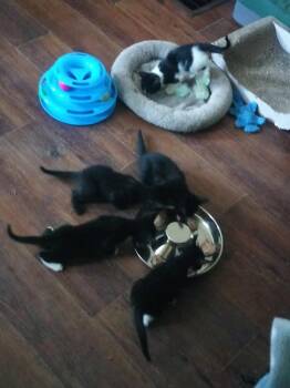 Sophia -  Domestic Short Hair Cat for Adoption in Alafaya, Florida - Sophia | PetCurious