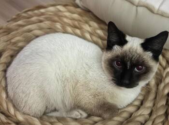 Siamese Cats Available for Adoption - Radish | PetCurious