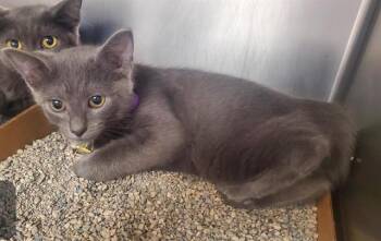 ALANI -  Domestic Short Hair Cat for Adoption in St. Louis, Missouri - ALANI | PetCurious