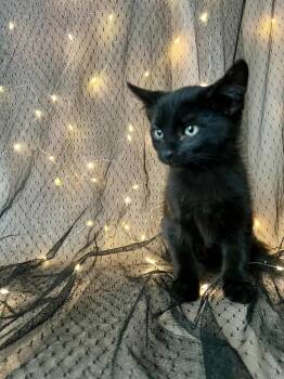 Nyx -  Siamese Cat for Adoption in Vacaville, California - Nyx | PetCurious