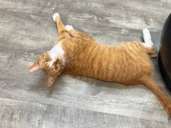 Domestic Short Hair Cats Available for Adoption in Tallahassee, Florida - Jinx @ Fat Cat Cafe | PetCurious