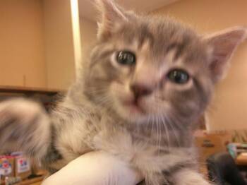 Domestic Medium Hair Cats Available for Adoption in Ocala, Florida - MARIAH | PetCurious