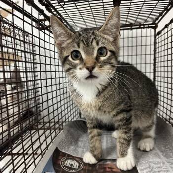 Ken -  Domestic Short Hair Cat for Adoption in Edinburg, Texas - Ken | PetCurious