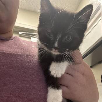 Post It -  Domestic Short Hair Cat for Adoption in Tulsa, Oklahoma - Post It | PetCurious