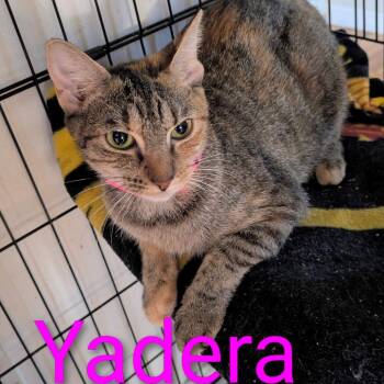 Rescue Domestic Short Hair Cats for Adoption in Port Richey, Florida - Yadira | PetCurious