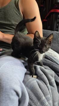 Minnie Mouse -  Domestic Short Hair Cat for Adoption in Pacifica, California - Minnie Mouse | PetCurious