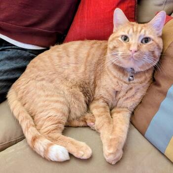 Tabby Cats Available for Adoption in Medford, Massachusetts - Kevin | PetCurious