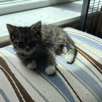 Blinky -  Domestic Short Hair Cat for Adoption in Silver Spring, Maryland - Blinky | PetCurious
