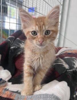 Flannel -  Domestic Medium Hair Cat for Adoption in Mcpherson, Kansas - Flannel | PetCurious