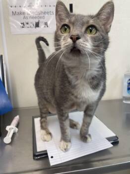 Nellie -  Tabby Cat for Adoption in Sautee Nacoochee, Georgia - Nellie | PetCurious