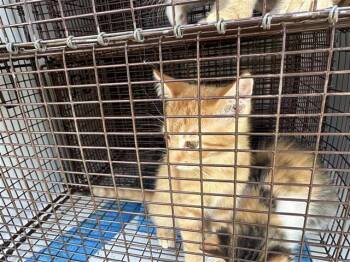 Rescue Domestic Short Hair Cats for Adoption in Houston, Texas - A644382 | PetCurious