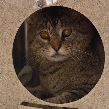 Domestic Short Hair Cats Available for Adoption in Cheyenne, Wyoming - Hank | PetCurious