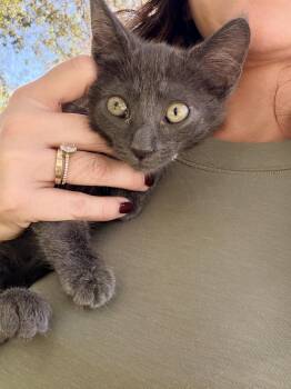 Gecko -  Domestic Short Hair Cat for Adoption in Penryn, California - Gecko | PetCurious