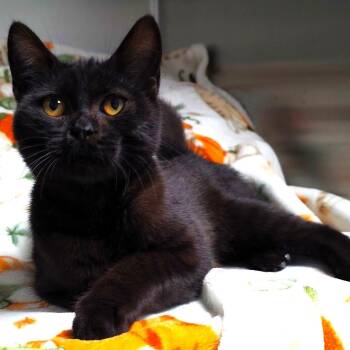 Licorice -  Domestic Short Hair Cat for Adoption in Michigan City, Indiana - Licorice | PetCurious