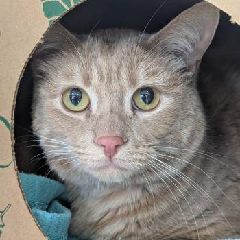Pickle -  Domestic Short Hair Cat for Adoption in Reno, Nevada - Pickle | PetCurious