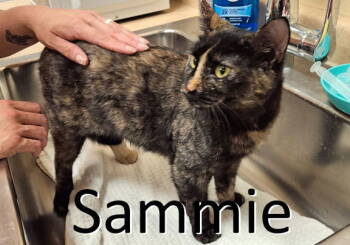 Rescue Tortoiseshell and Domestic Medium Hair Cats for Adoption in Mountain View, Arkansas - Sammie | PetCurious