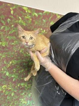 Domestic Short Hair Cats Available for Adoption in San Antonio, Texas - Hello | PetCurious