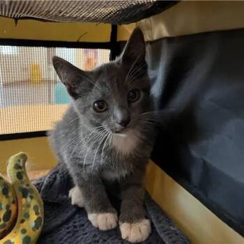 Quicksilver -  Domestic Short Hair Cat for Adoption in Brentwood, Missouri - Quicksilver | PetCurious