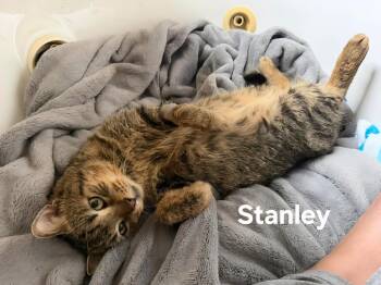 Stanley -  Domestic Short Hair Cat Available for Adoption in Chicopee, Massachusetts - Stanley | PetCurious