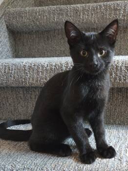 MIKITO -  Domestic Short Hair Cat for Adoption in Delhi, Ontario - MIKITO | PetCurious