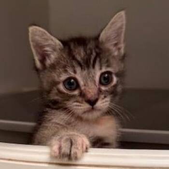 Rescue Tortoiseshell and Tabby Cats for Adoption in Los Angeles, California - Ria (CF) | PetCurious