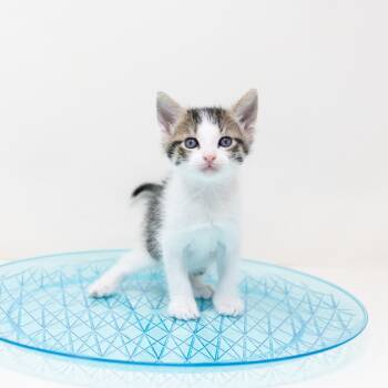 Tabby Cats Available for Adoption - Mars | PetCurious