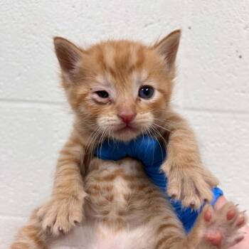 Domestic Short Hair Cats Available for Adoption in Lyndhurst, Virginia - SVAS-Stray-38490 | PetCurious