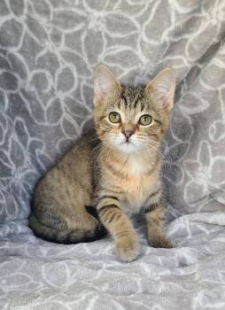 7112 (Velma) -  Domestic Short Hair Cat for Adoption in Lake City, Michigan - 7112 (Velma) | PetCurious