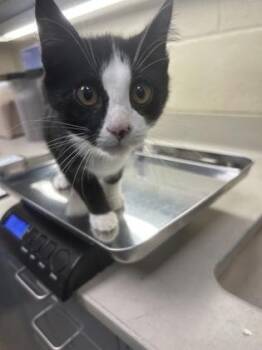 Carlos -  Domestic Short Hair Cat for Adoption in Wichita, Kansas - Carlos | PetCurious